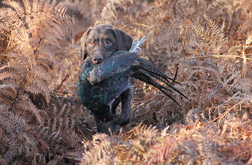 territoire de chasse  la journe