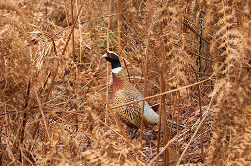 chasse à la journée en Normandie